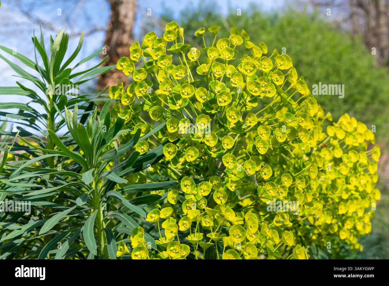 Euphorbia Characias subsp. wulfenii floraison dans un jardin au printemps Banque D'Images
