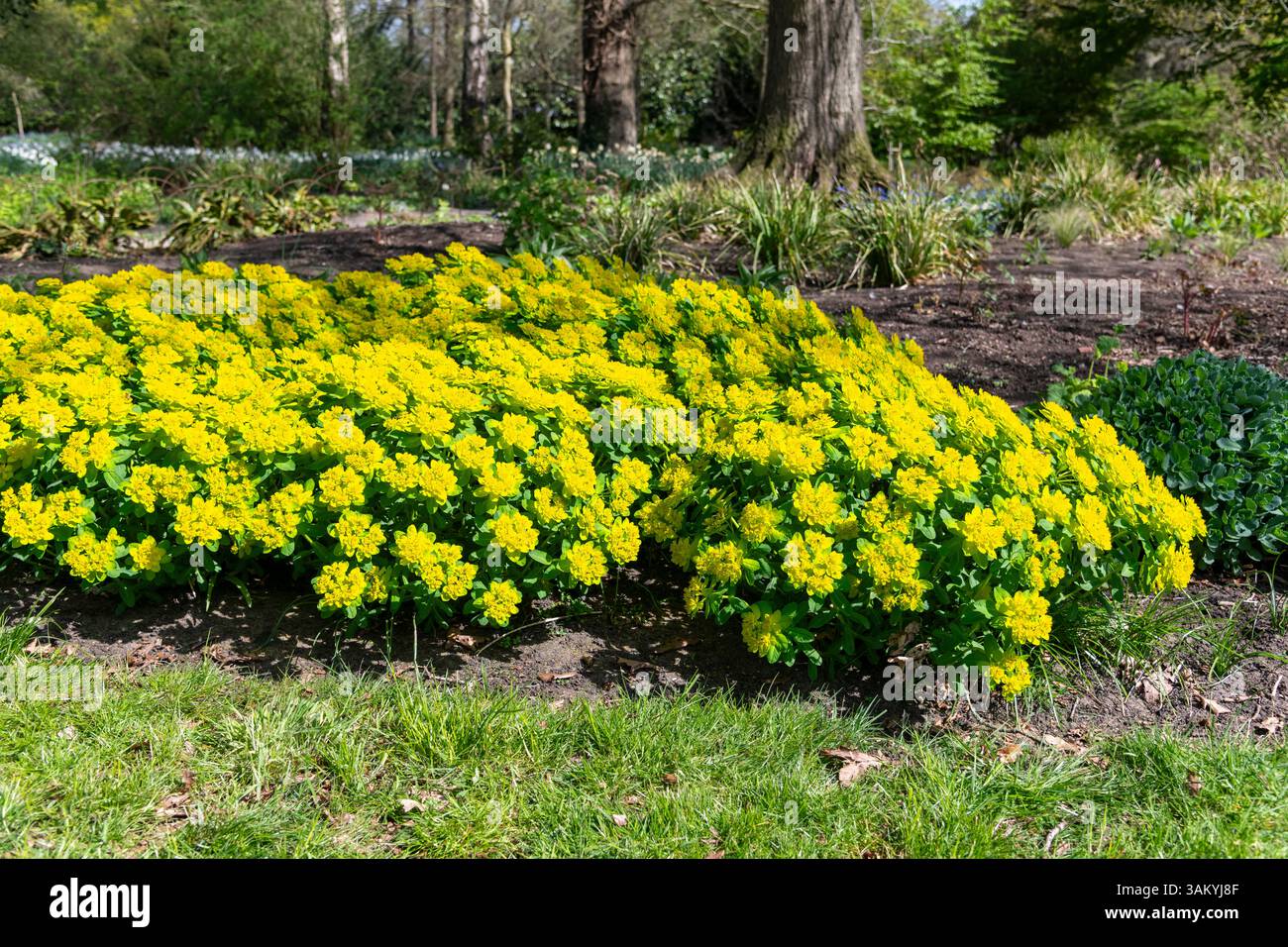 Euphorbia Polychroma une forme à faible croissance de la pulpe vivace cultivée dans les jardins pour sa couleur printanière brillante. Banque D'Images