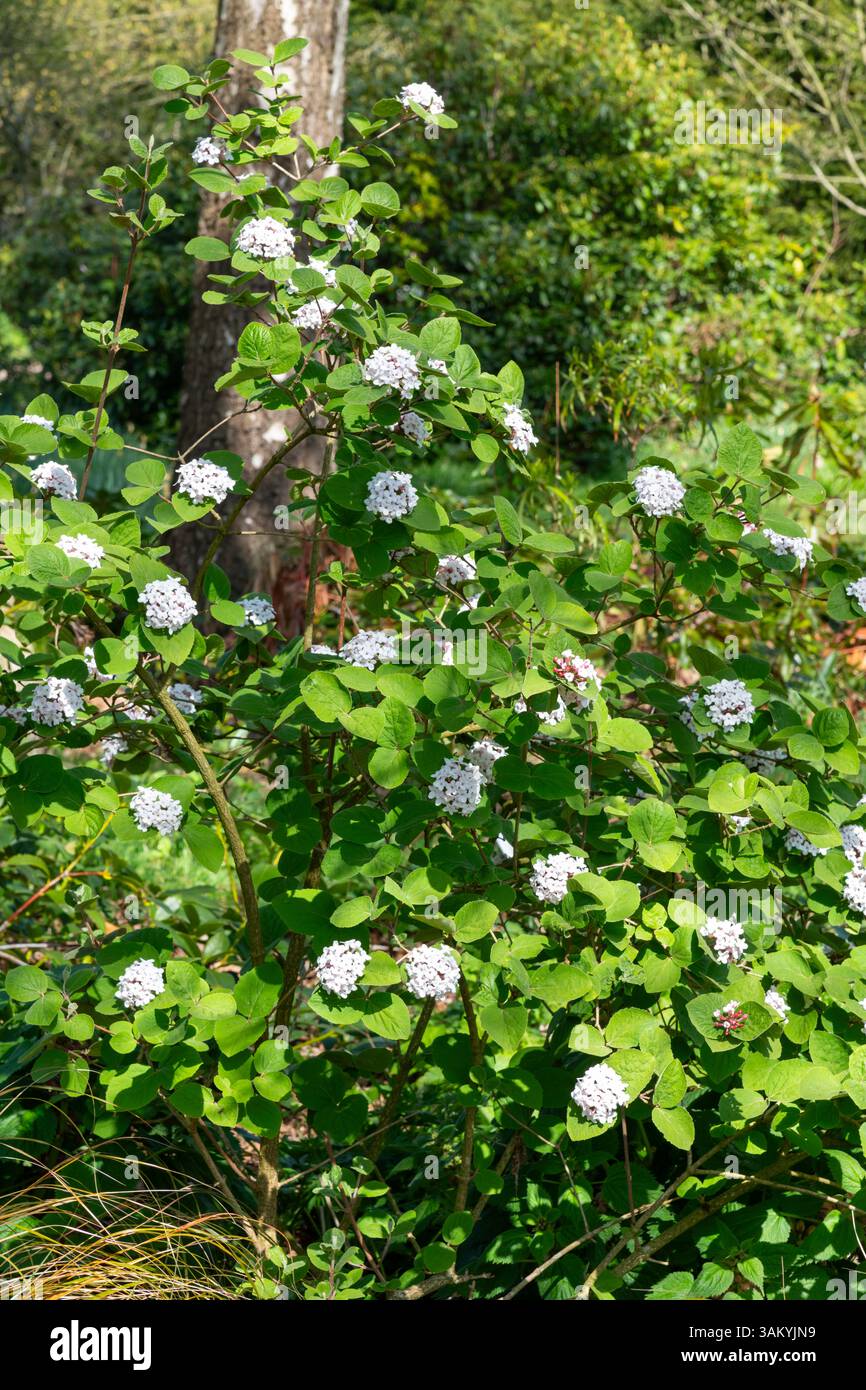 Viburnum Carlesii un arbuste parfumé fleurissant dans un jardin au printemps. Banque D'Images