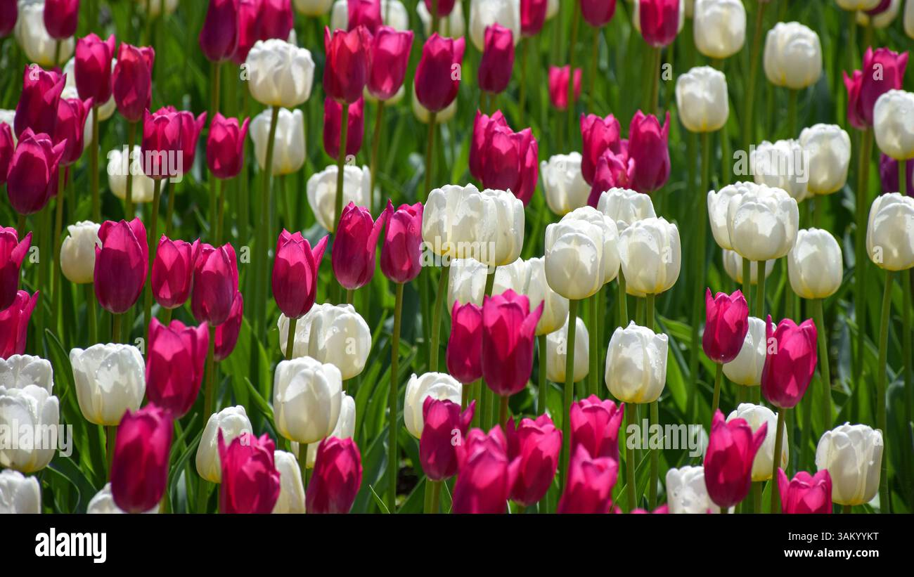 Un champ vibrant de tulipes blanches et rose foncé contrastées fleurit au milieu d'un feuillage vert luxuriant. Banque D'Images