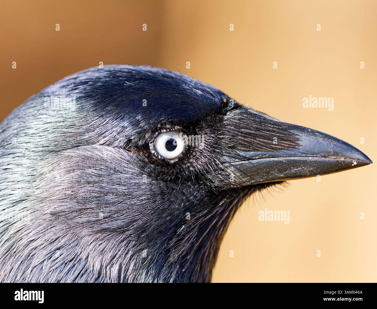 Gros plan sur la tête d'un jackdaw Banque D'Images