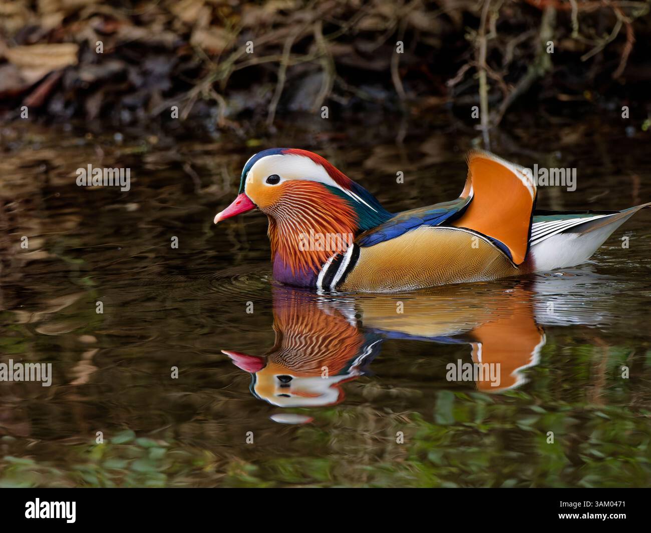 Canard Mandarin colorés Banque D'Images