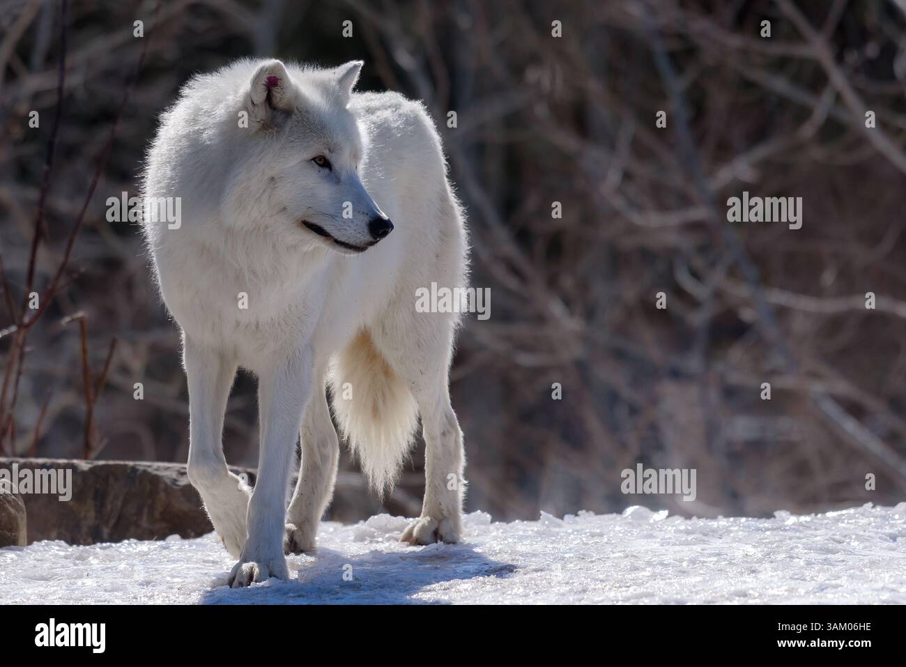 Un loup arctique marchant dans la neige au zoo de Toronto. Banque D'Images