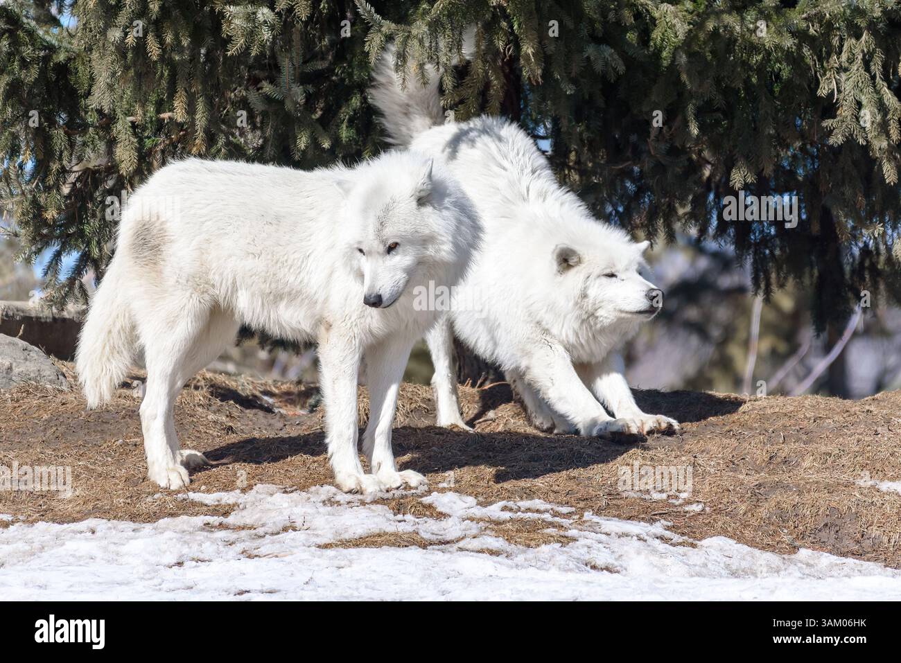 Deux loups arctiques au zoo de Toronto. Banque D'Images