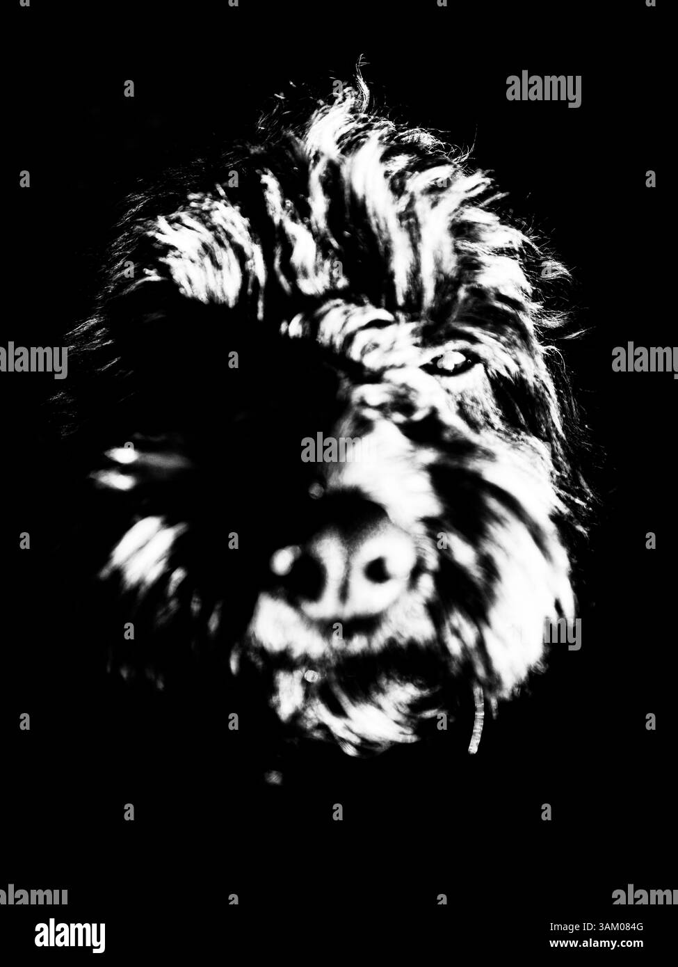 Gros plan d'un chiot mignon regardant la caméra. Banque D'Images