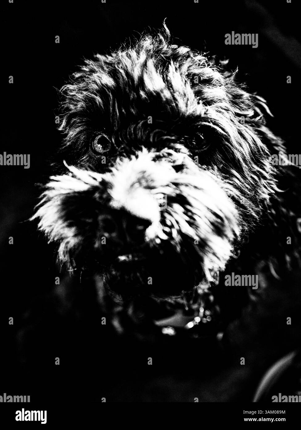 Gros plan d'un chiot mignon regardant la caméra. Banque D'Images