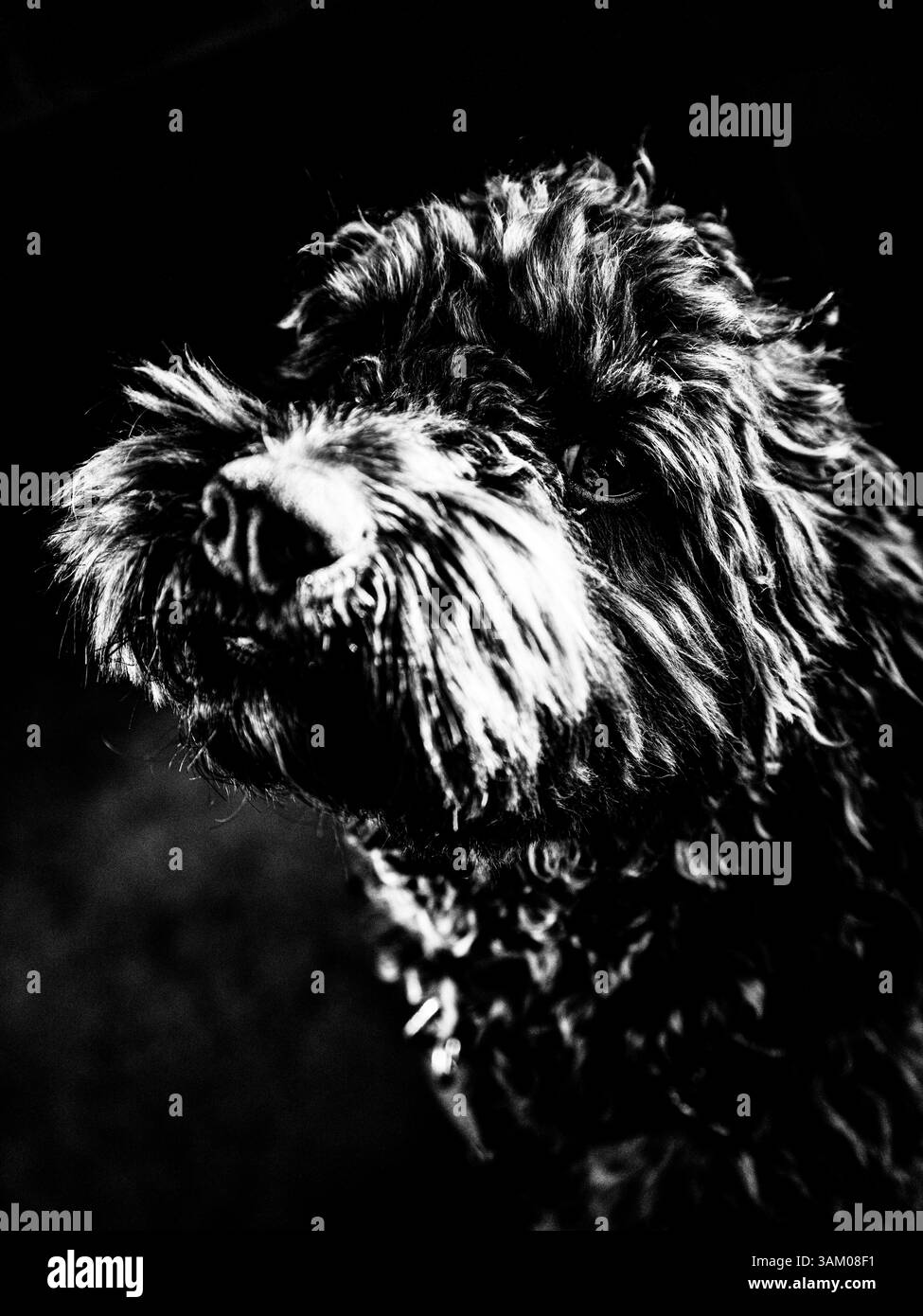 Gros plan d'un chiot mignon regardant la caméra. Banque D'Images