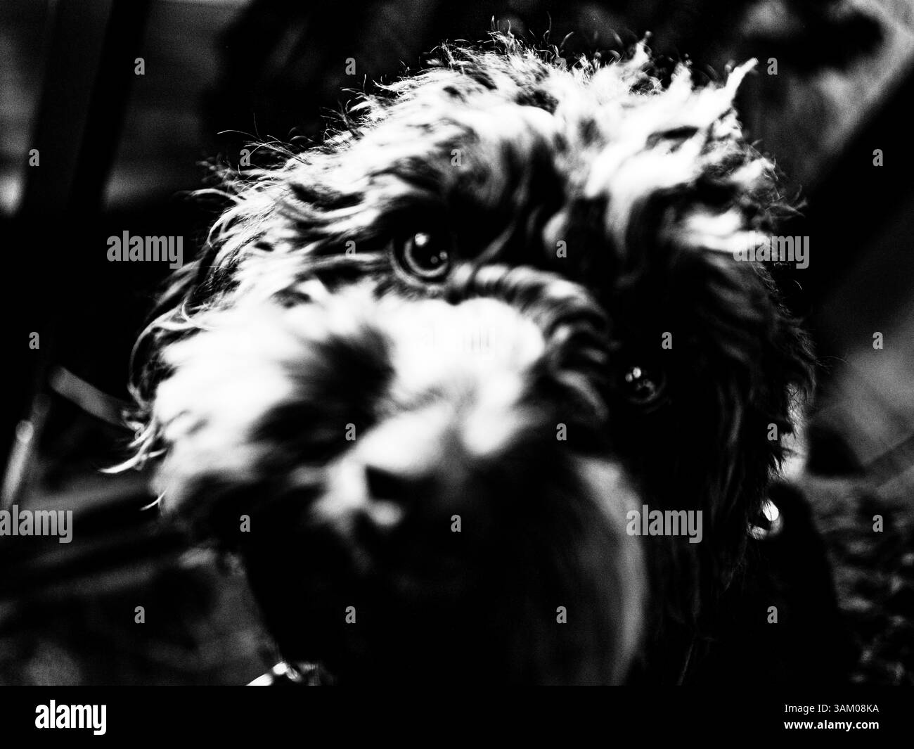 Gros plan d'un chiot mignon regardant la caméra. Banque D'Images