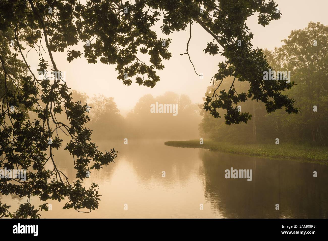 Une rivière tranquille reflète les teintes douces de l'aube, entourée de brouillard et de verdure luxuriante. La douce lumière du matin crée une atmosphère enchanteresse à Möl Banque D'Images