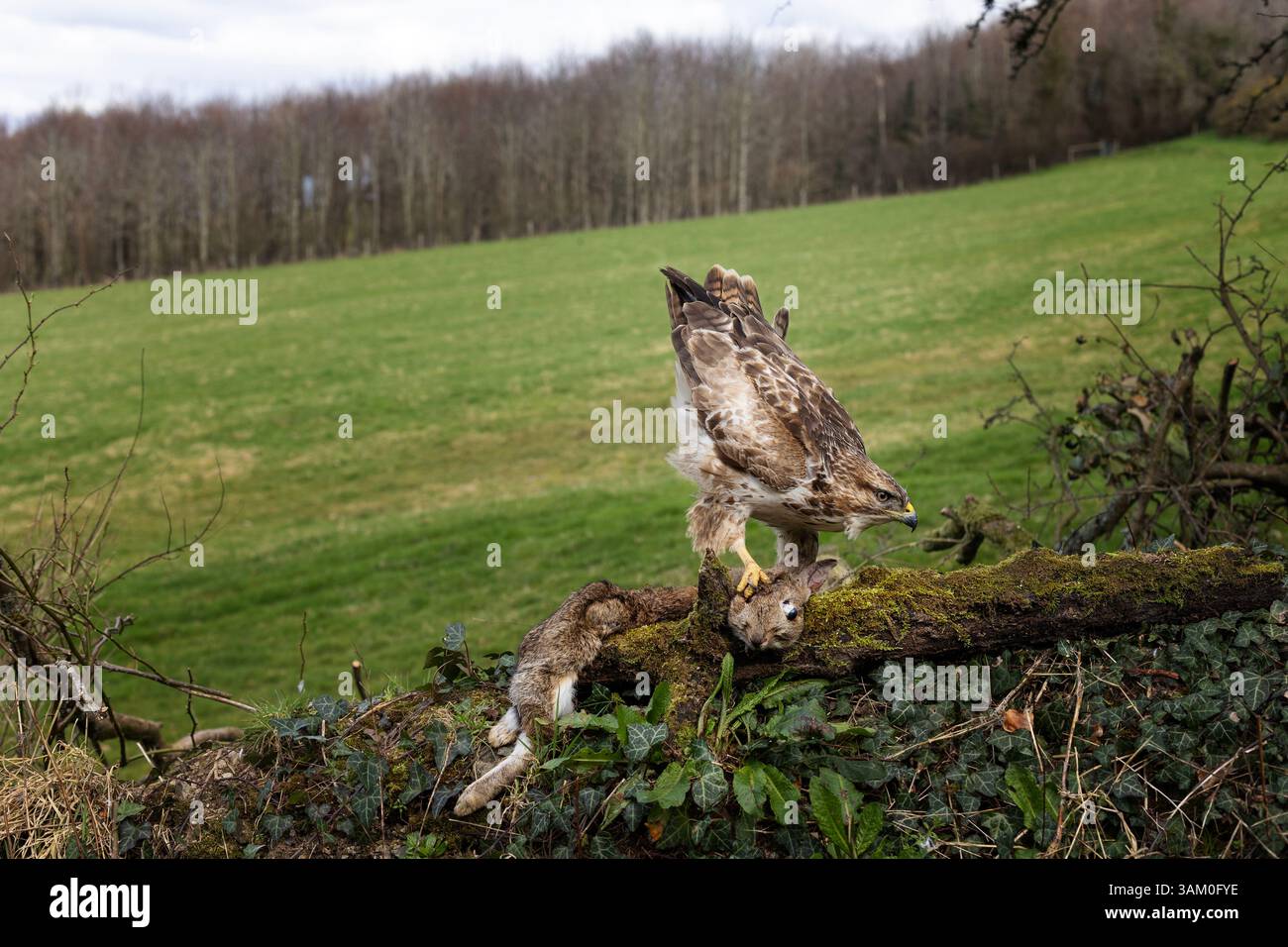 Buzzard commun buteo buteo se nourrissant de lapin, Devon, royaume-uni Banque D'Images