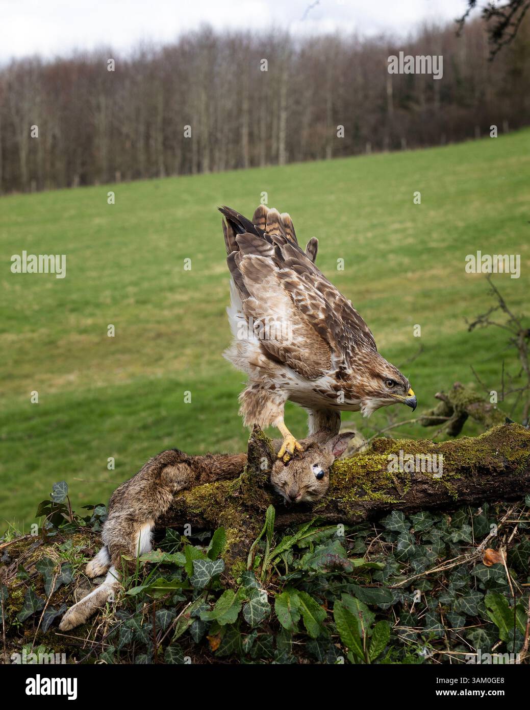 Buzzard commun buteo buteo se nourrissant de lapin, Devon, royaume-uni Banque D'Images