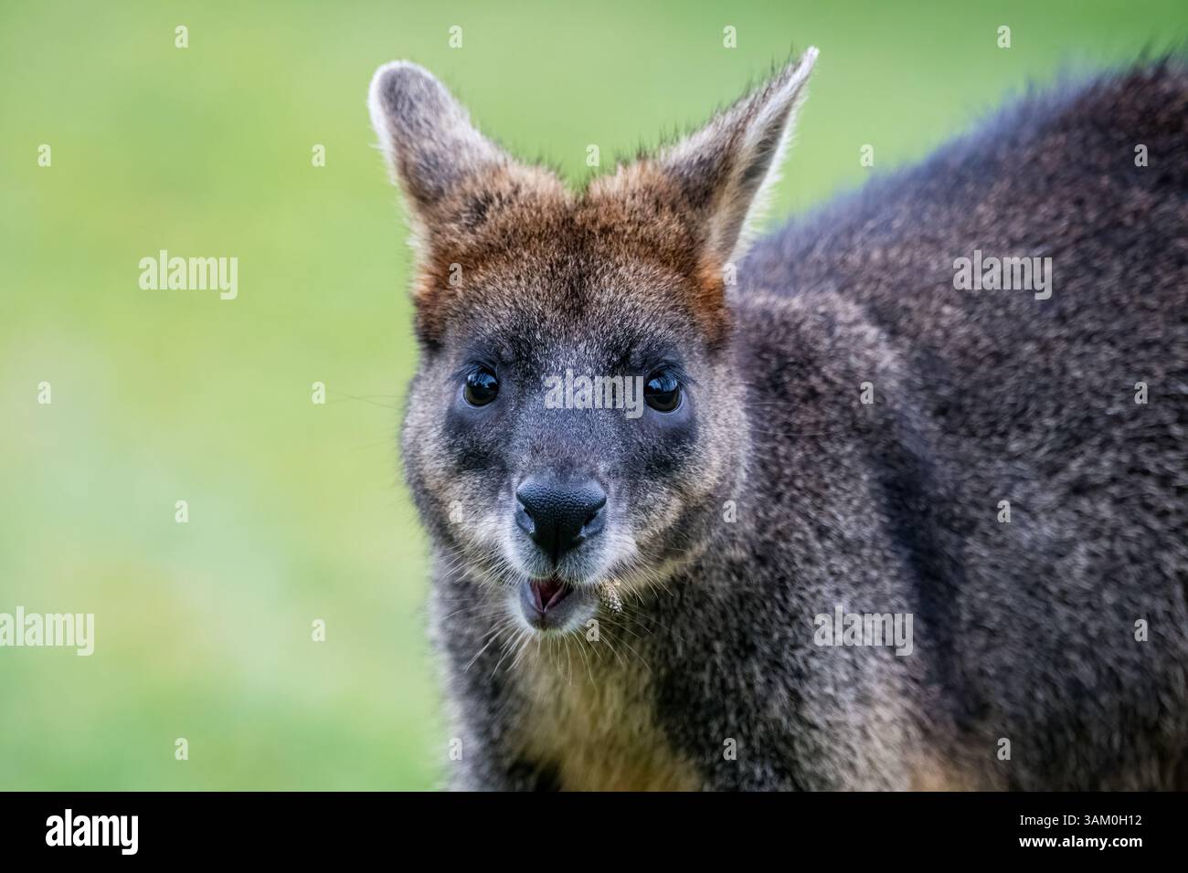 Wallaby noir, Wallabia bicolor, manger sur le sol, Tidal River Camping, Australie Banque D'Images