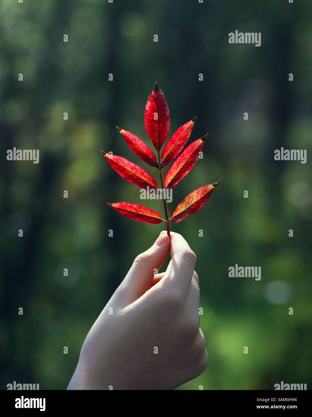 Une main tendre tient une feuille d'automne rouge vif sur un fond de forêt vert doux, serein et contemplatif. Banque D'Images
