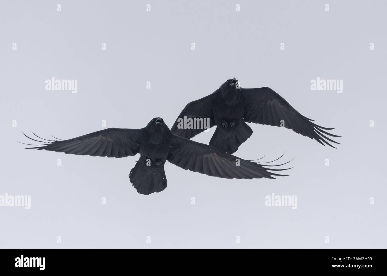 Paire de corbeaux communs (corvus corax) se poursuivant haut dans le ciel avec des ailes et une queue étirées Banque D'Images
