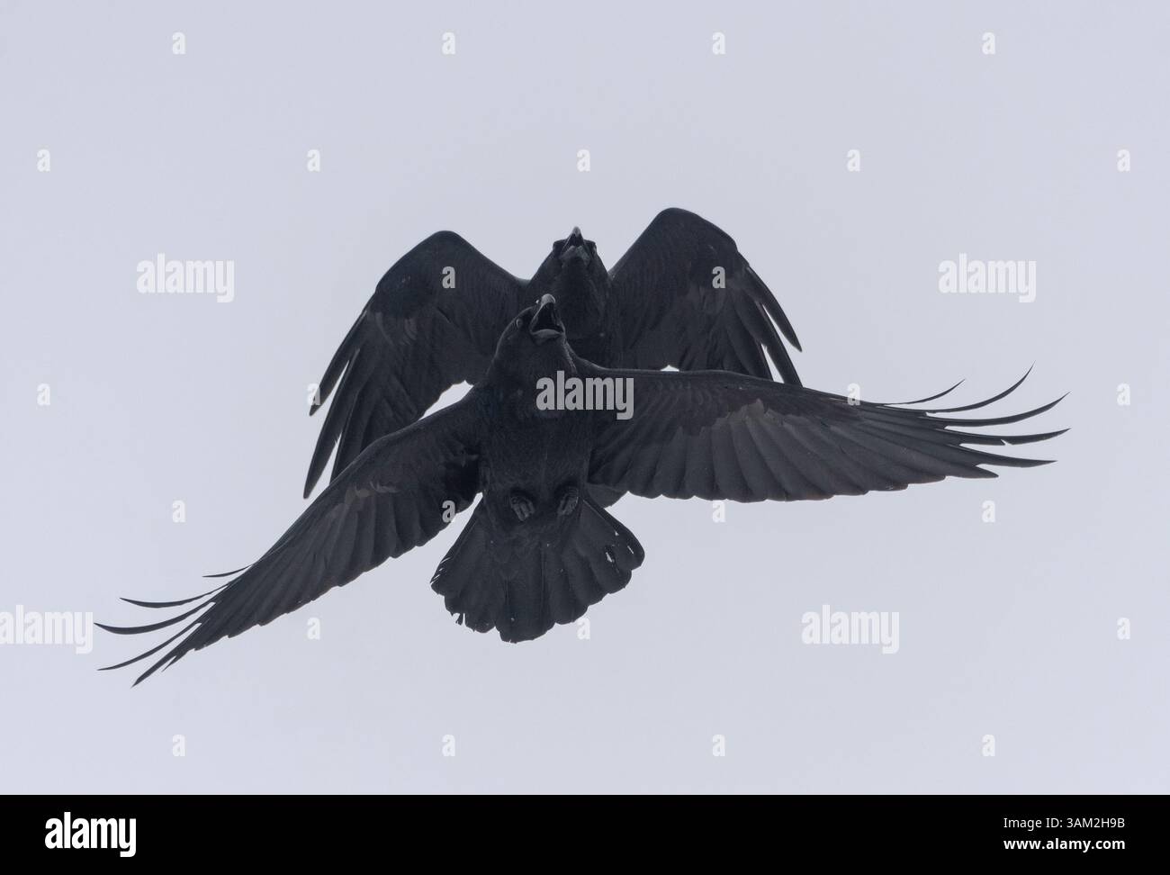 Paire de corbeaux communs (corvus corax) jouant ensemble haut dans le ciel avec les ailes et la queue étirées Banque D'Images