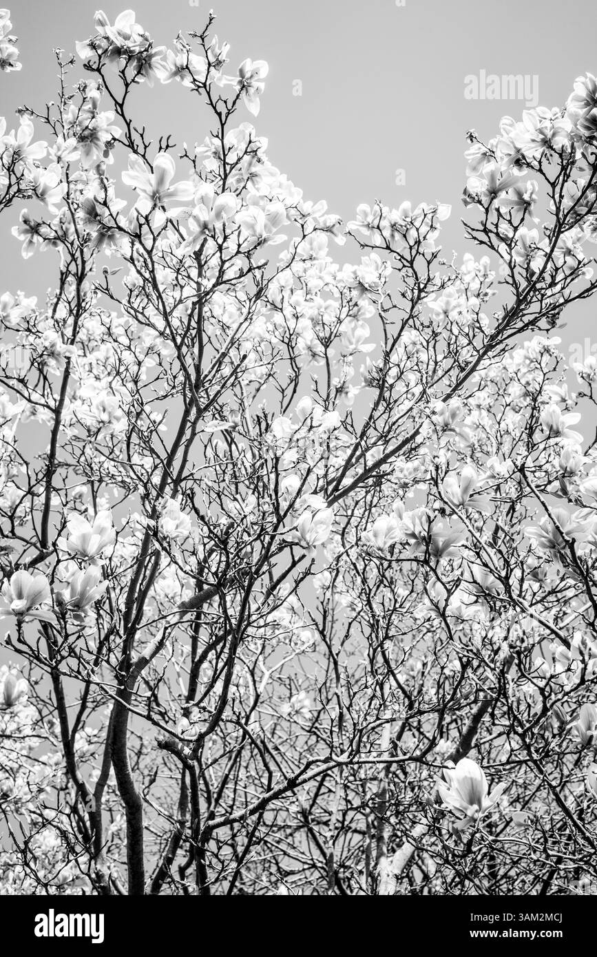 Brousse de camélia floraison au printemps en Angleterre avec des pétales blancs Banque D'Images