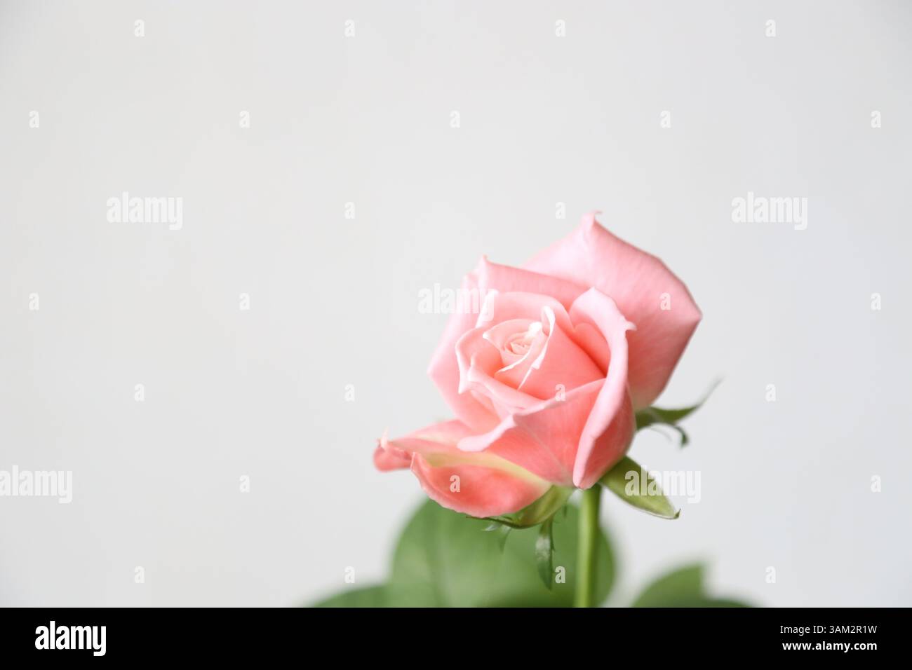 Gros plan de belle rose rose sur un fond gris Banque D'Images