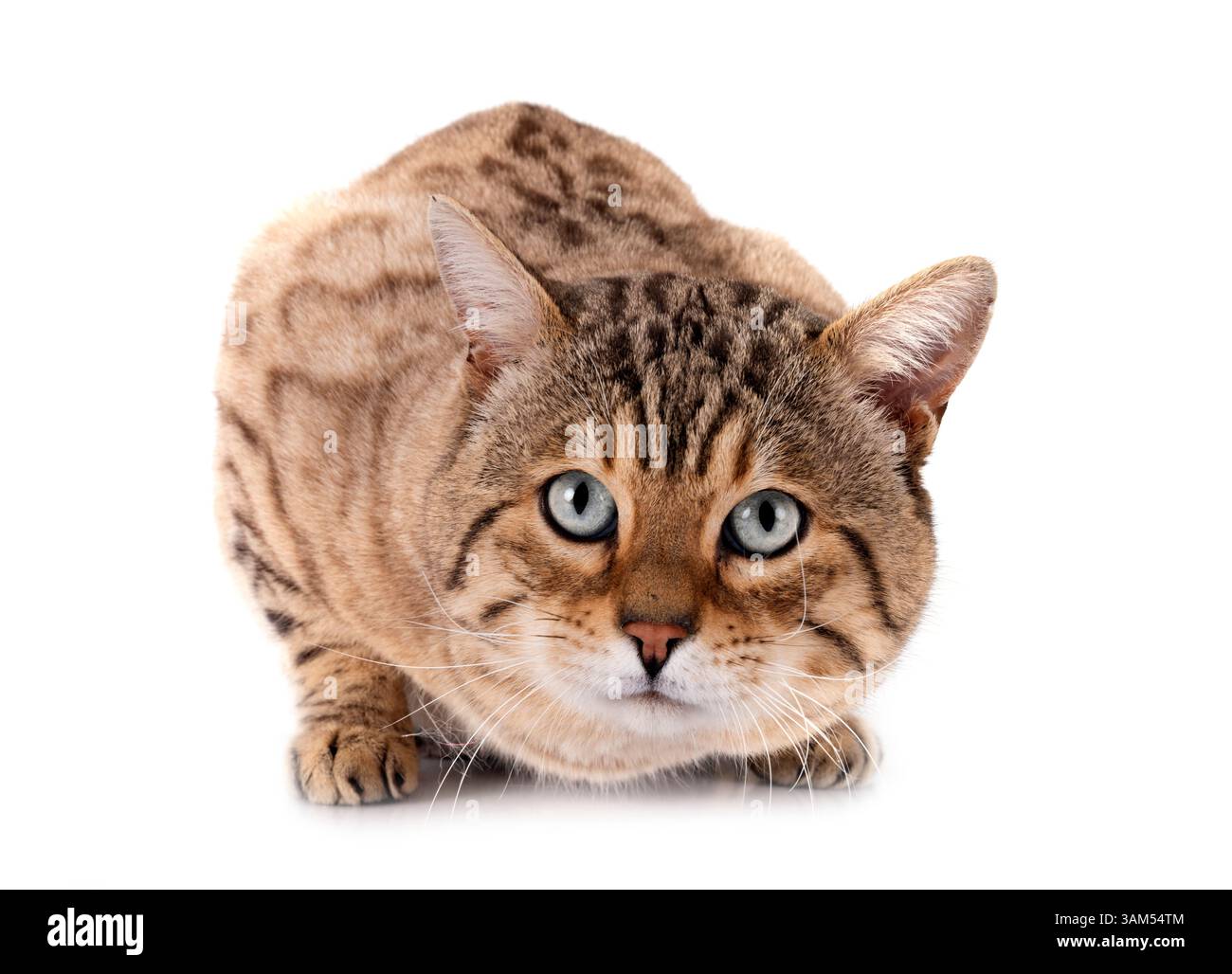 Bengal Cat in front of white background Banque D'Images