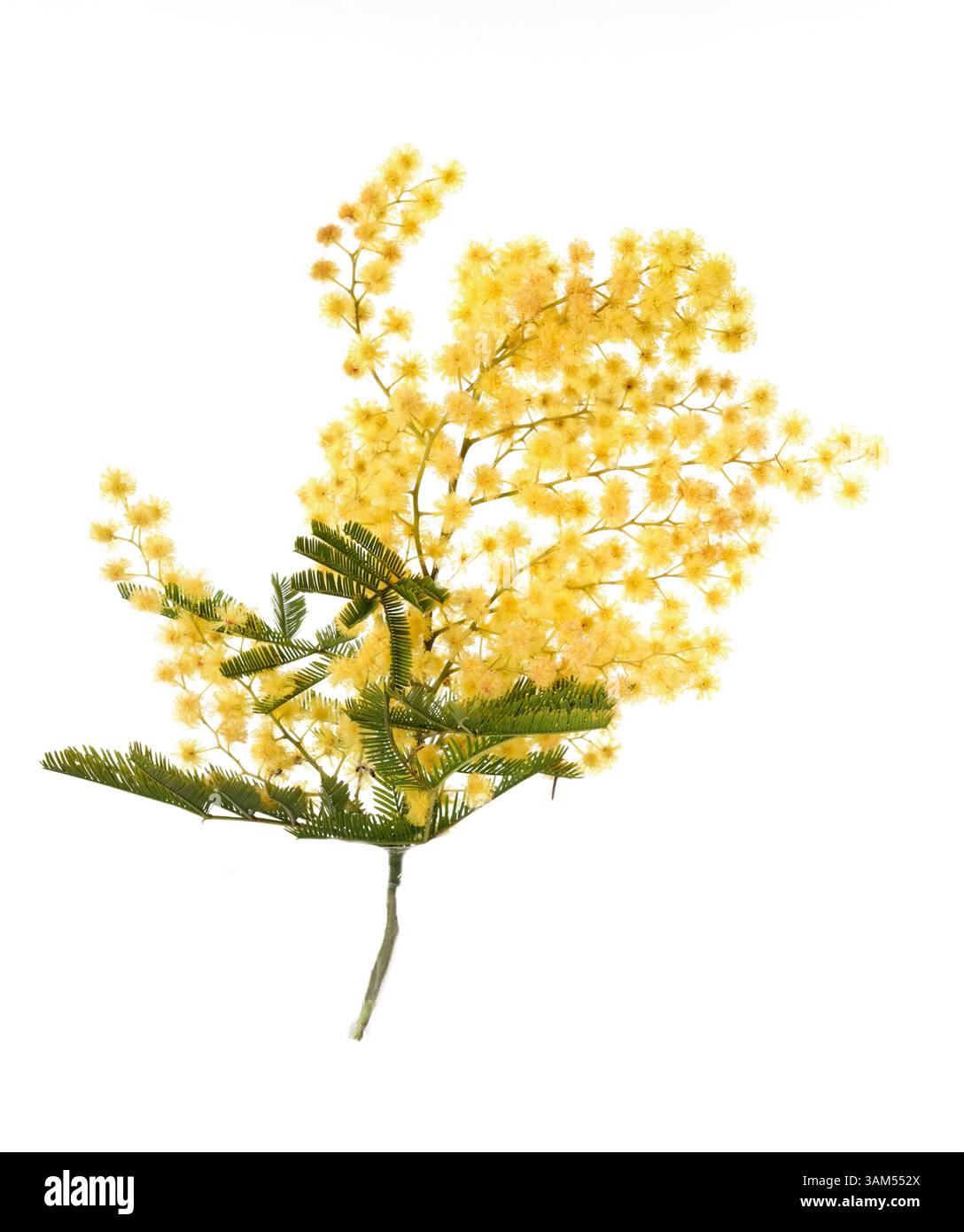 branche de mimosa devant un fond blanc Banque D'Images
