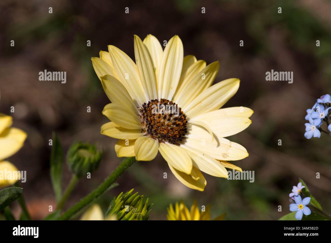 Osteospermum fleurs de Marguerite africaine Banque D'Images Osteospermum fleurs de Marguerite africaine Banque D'Images