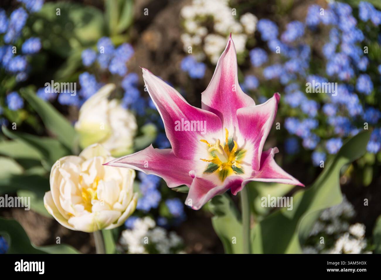 Gros plan de tulipes colorées (Tulipa) dans le jardin hollandais de Holland Park, Royal Borough of Kensington & Chelsea (RBK&C), West London, W8, England, UK Banque D'Images