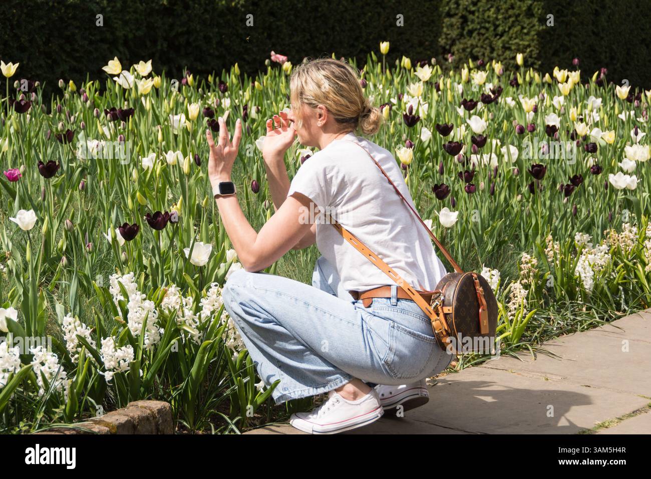 Gros plan d'une jeune femme admirant des tulipes colorées (Tulipa) dans le jardin hollandais à Holland Park, Kensington, ouest de Londres, Angleterre, Royaume-Uni Banque D'Images