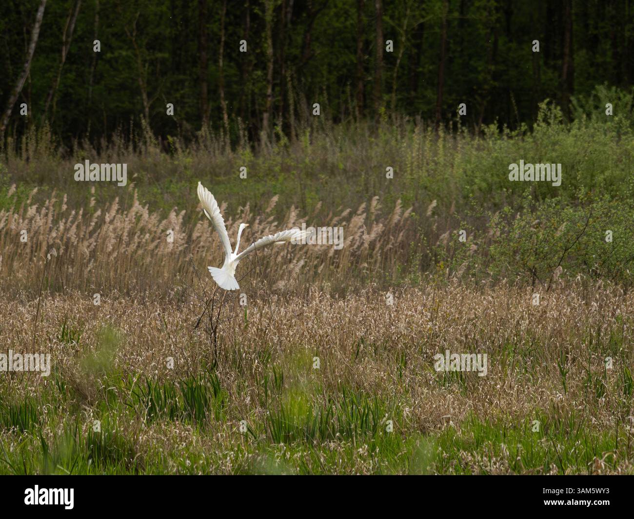 Une Grande aigrette s'élevant silencieusement au-dessus d'un marais printanier, entourée d'herbes sauvages et de roseaux, dans un habitat naturel immaculé. La scène baignée de Soft Ligh Banque D'Images