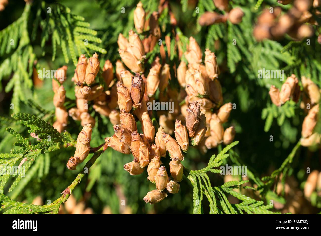 Cèdre blanc du nord, cônes mûrs de Thuja occidentalis gros plan sélectif Banque D'Images