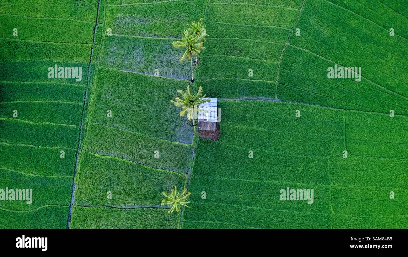 Une photo aérienne descendante d'une petite cabane pittoresque nichée au milieu de rizières luxuriantes, avec des cocotiers debout à proximité. Banque D'Images