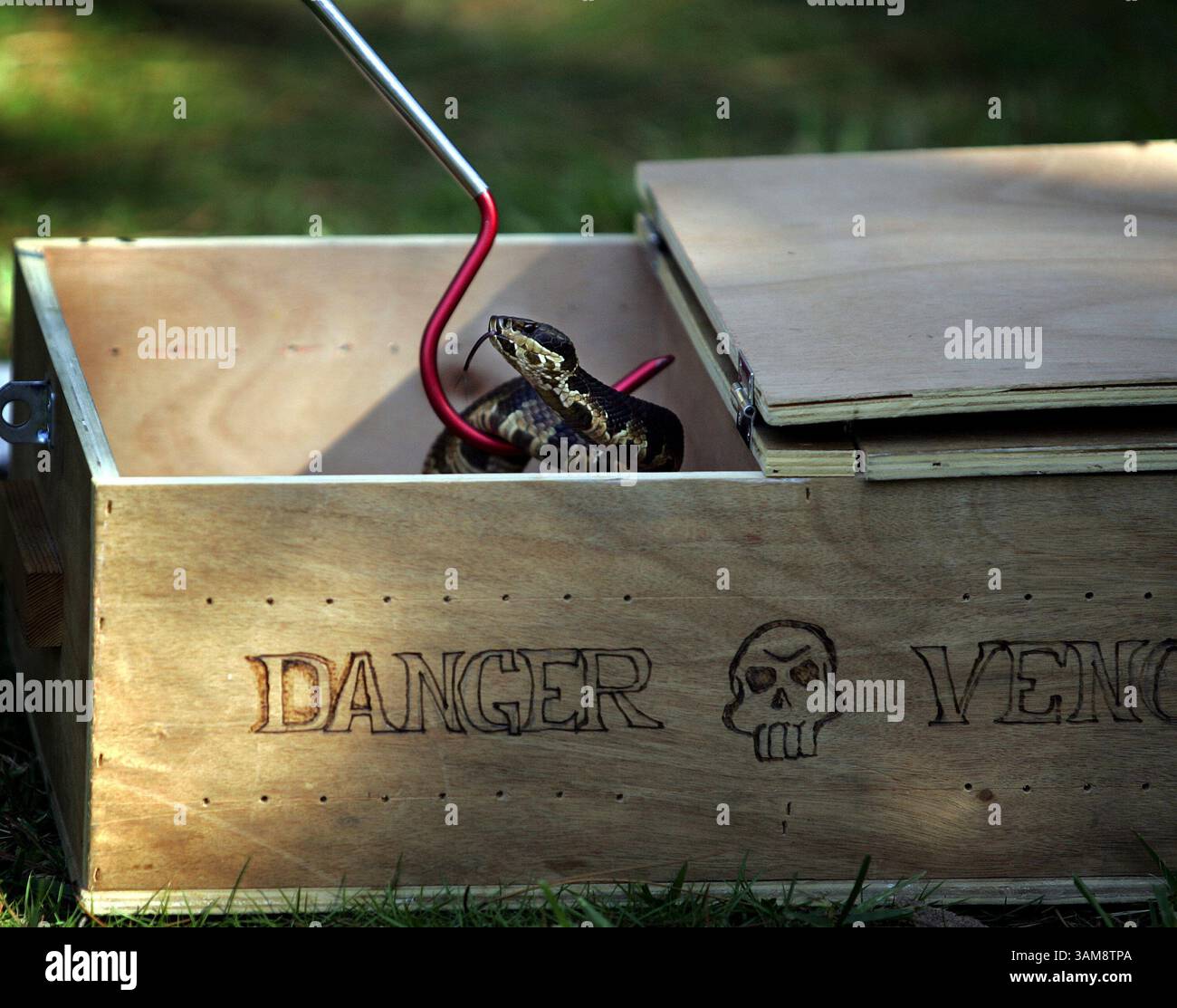20 octobre 2006 - É.-U. - Miami Dade Fire Rescue Lt. Charles Seifert, un paramédical de l'unité anti-venin du ministère, manipule un mocassin d'eau à Miami, Floride, le 20 octobre 2006. (Angel Valentin/South Florida SunÃÆ’Ã‚ Sentinel/MCT) (crédit image : © Angel Valentin/mct/ZUMAPRESS.com) Banque D'Images