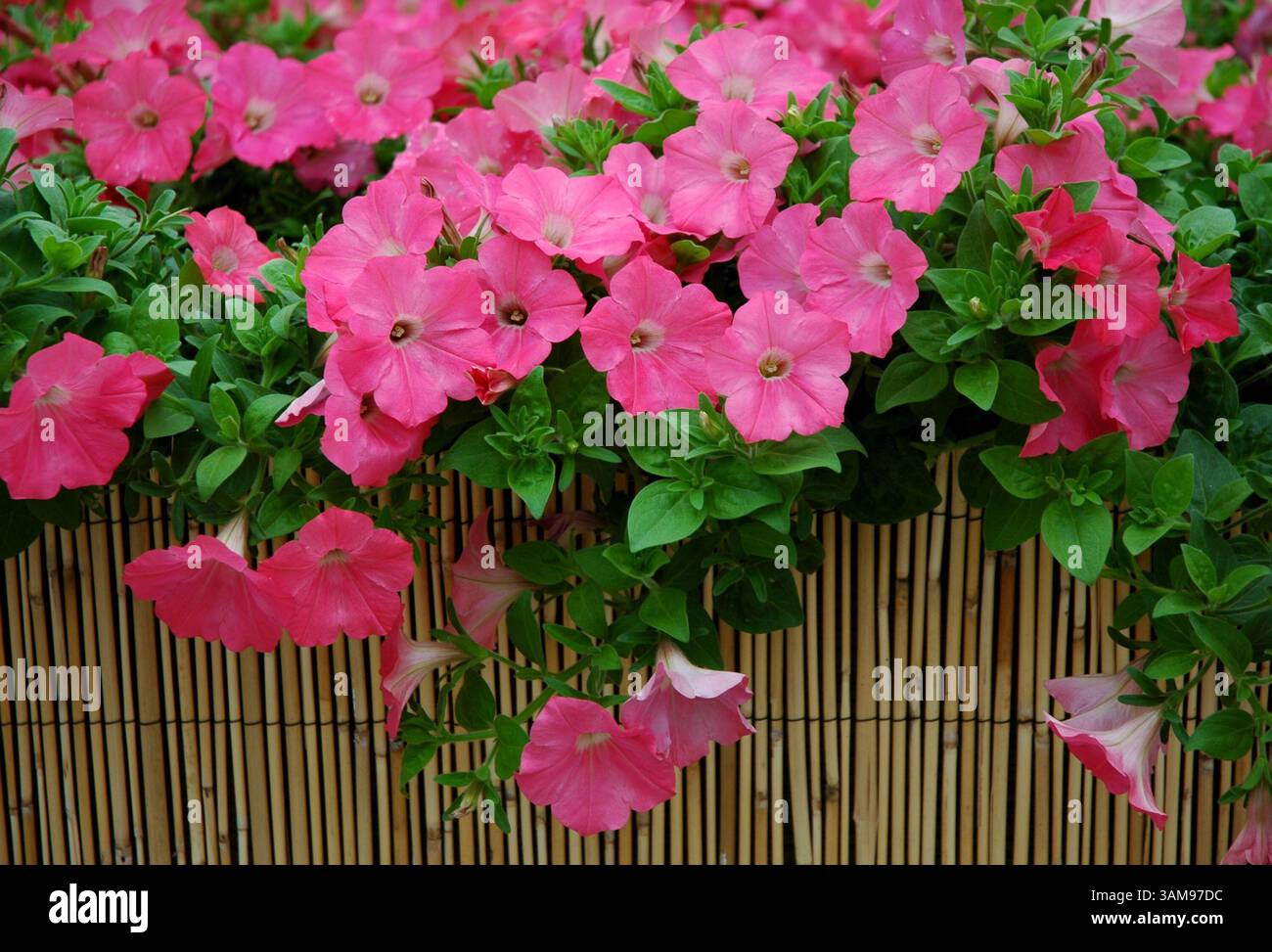 18 janvier 2007 - États-Unis - de nouveaux pétunias, comme ce récif de corail Easy Wave, ajouteront de l'excitation à votre paysage. (Norm Winter/MCT) (image crédit : © Norm Winter/mct/ZUMAPRESS.com) Banque D'Images