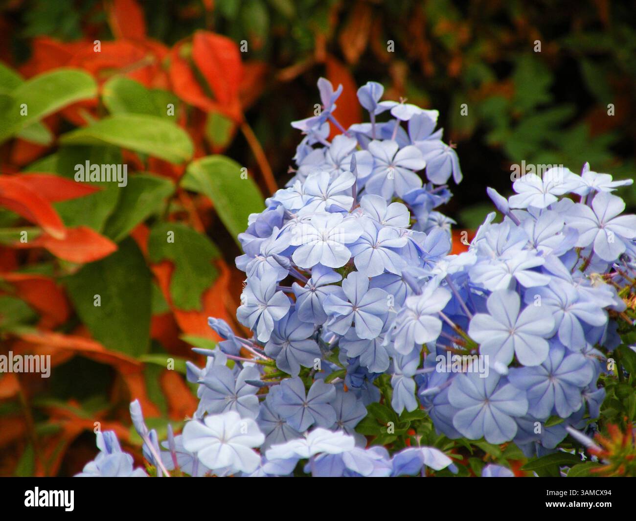 Fleurs de jasmin bleu - Plumbago auriculata Banque D'Images