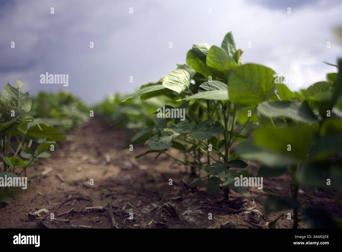 8 novembre 2008 - Primavera do Oeste, Mato Grosso, BRA - les ouvriers agricoles commencent à planter la récolte de soja de 2009 dans une propriété de Primavera do Oeste, Mato Grosso, où la chute des prix des matières premières, l'augmentation des coûts de production due à la forte appréciation du dollar par rapport à la monnaie locale, au réel, et la réduction spectaculaire de la disponibilité du crédit peuvent sérieusement affecter l'économie de la ville, largement dépendante de la production de soja pour l'exportation. (Andre Vieira/MCT) (crédit image : © AndrÃË† Vieira/MCT/ZUMAPRESS.com) Banque D'Images