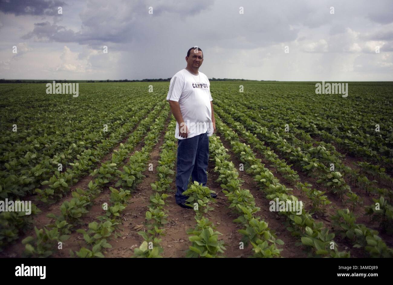 8 novembre 2008 - Primavera do Oeste, Mato Grosso, BRA - Flabio Pawlina do Amaral se trouve dans les champs de soja qu'il a plantés dans une propriété louée à Primavera do Oeste, Mato Grosso, où la chute des prix des matières premières, l'augmentation des coûts de production due à la forte appréciation du dollar par rapport à la monnaie locale, le réel, et la réduction spectaculaire de la disponibilité du crédit, peuvent sérieusement affecter l'économie de la ville, largement dépendante de la production de soja pour l'exportation. (Andre Vieira/MCT) (crédit image : © AndrÃË† Vieira/MCT/ZUMAPRESS.com) Banque D'Images
