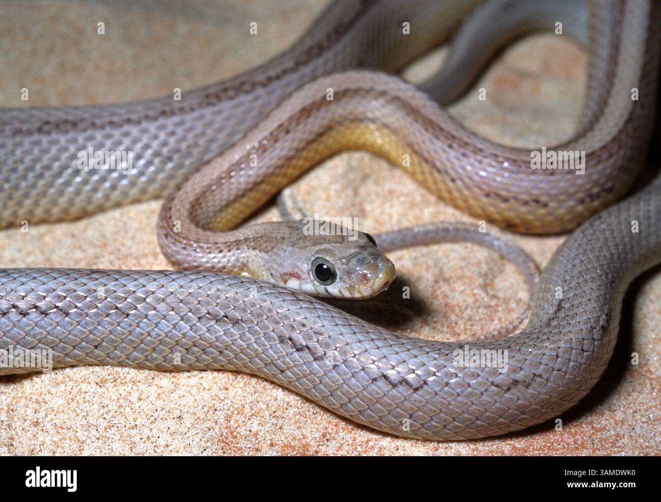 Serpent de maïs, serpent de rat rouge, serpent de poulet, serpent de maïs de l'est, Pantherophis guttatus 'pastel Striped', Colubridae, terrarium Banque D'Images