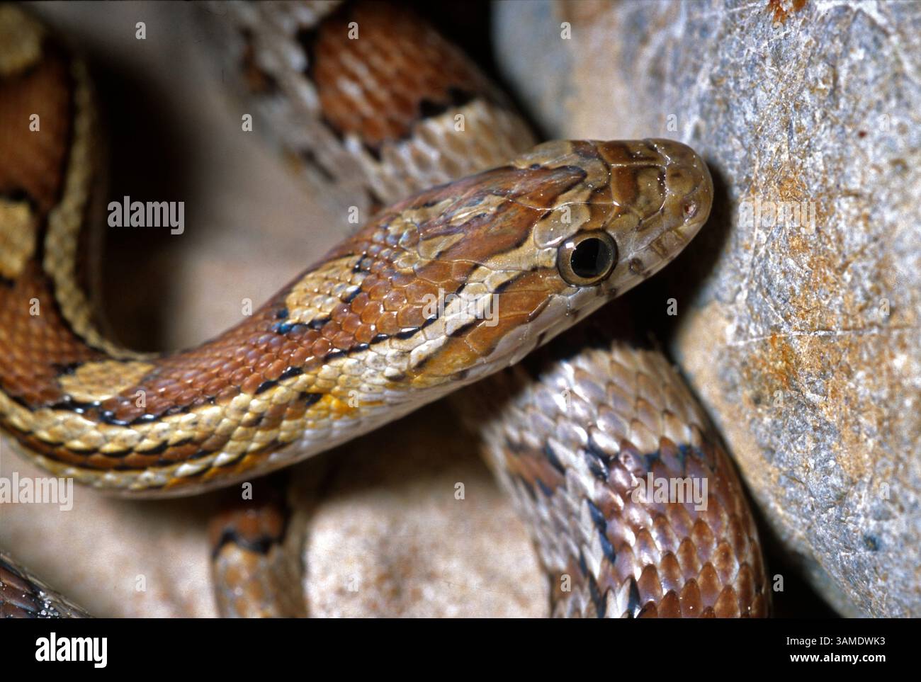 Serpent de maïs, serpent de rat rouge, Pantherophis guttatus 'caramel', Colubridae Banque D'Images