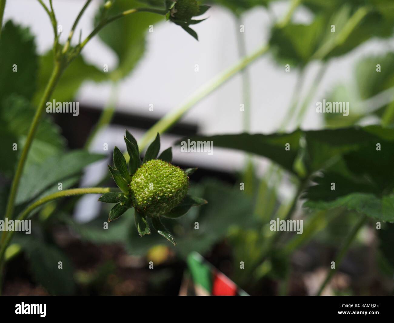 Gros plan d’une fraise verte non mûre (fragaria ananassa « korona ») cultivée à Bonn, en Allemagne, en avril. Concept : produire, cultiver des aliments, jardiner, sprin Banque D'Images