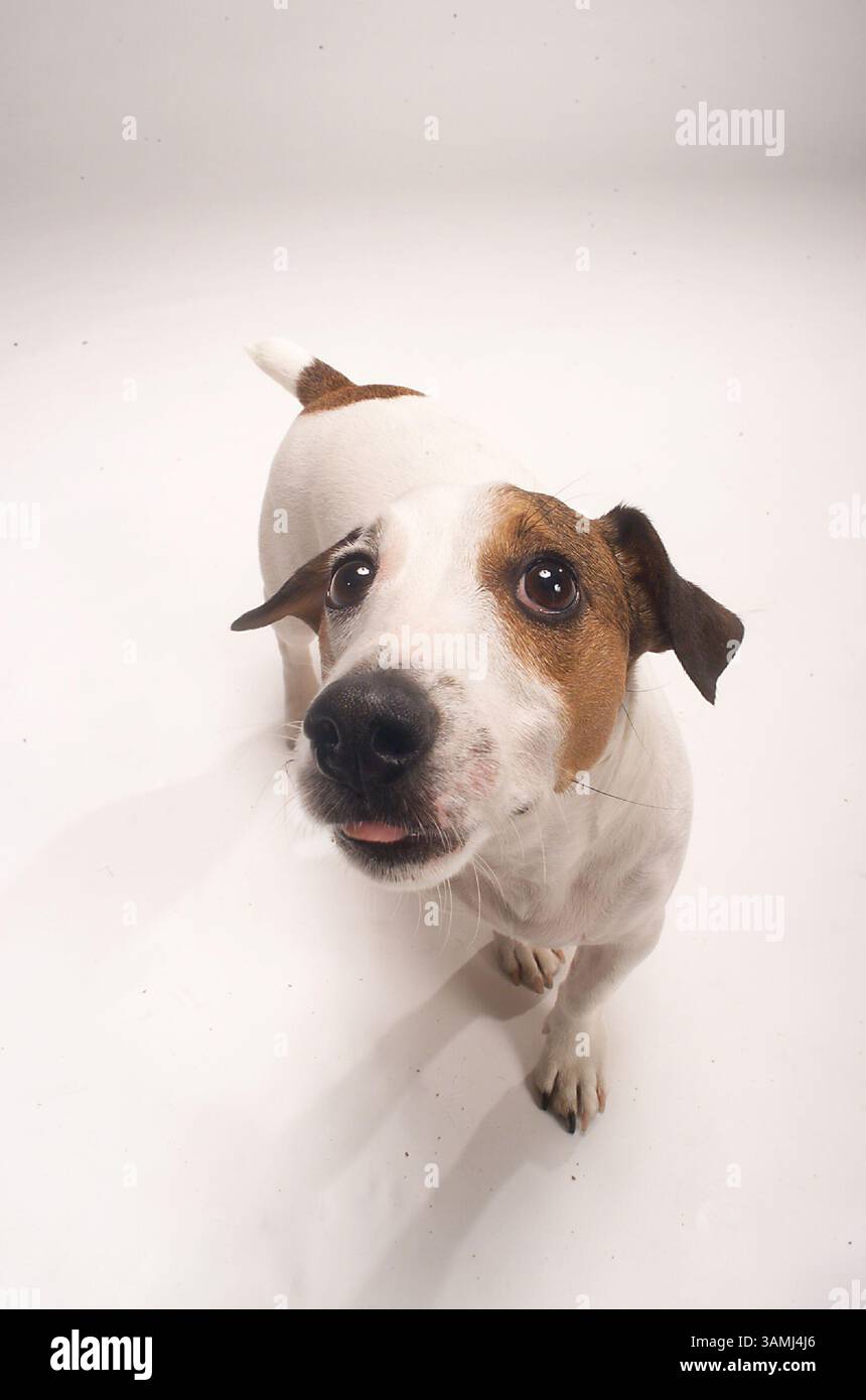 Jack Russel Terrier nez à caméra sur blanc sans couture. Distorsion iintentionnelle. Banque D'Images