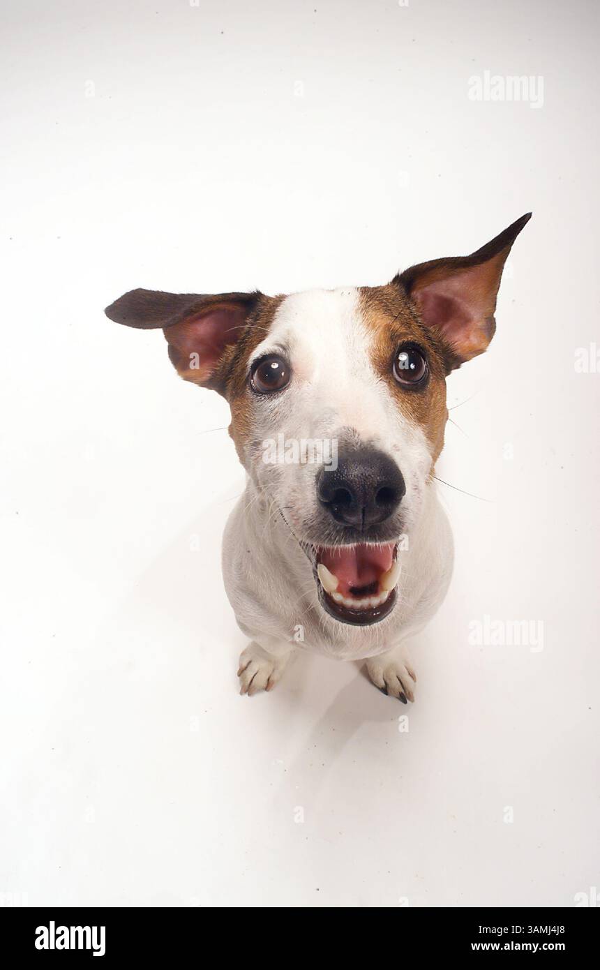 Jack Russel Terrier nez à caméra sur blanc sans couture. Distorsion iintentionnelle. Banque D'Images