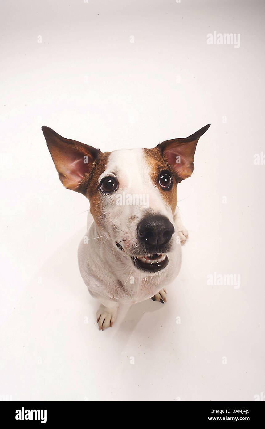 Jack Russel Terrier nez à caméra sur blanc sans couture. Distorsion iintentionnelle Banque D'Images