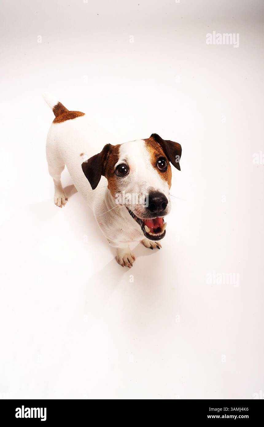 Jack Russel Terrier nez à caméra sur blanc sans couture. Distorsion iintentionnelle. Banque D'Images