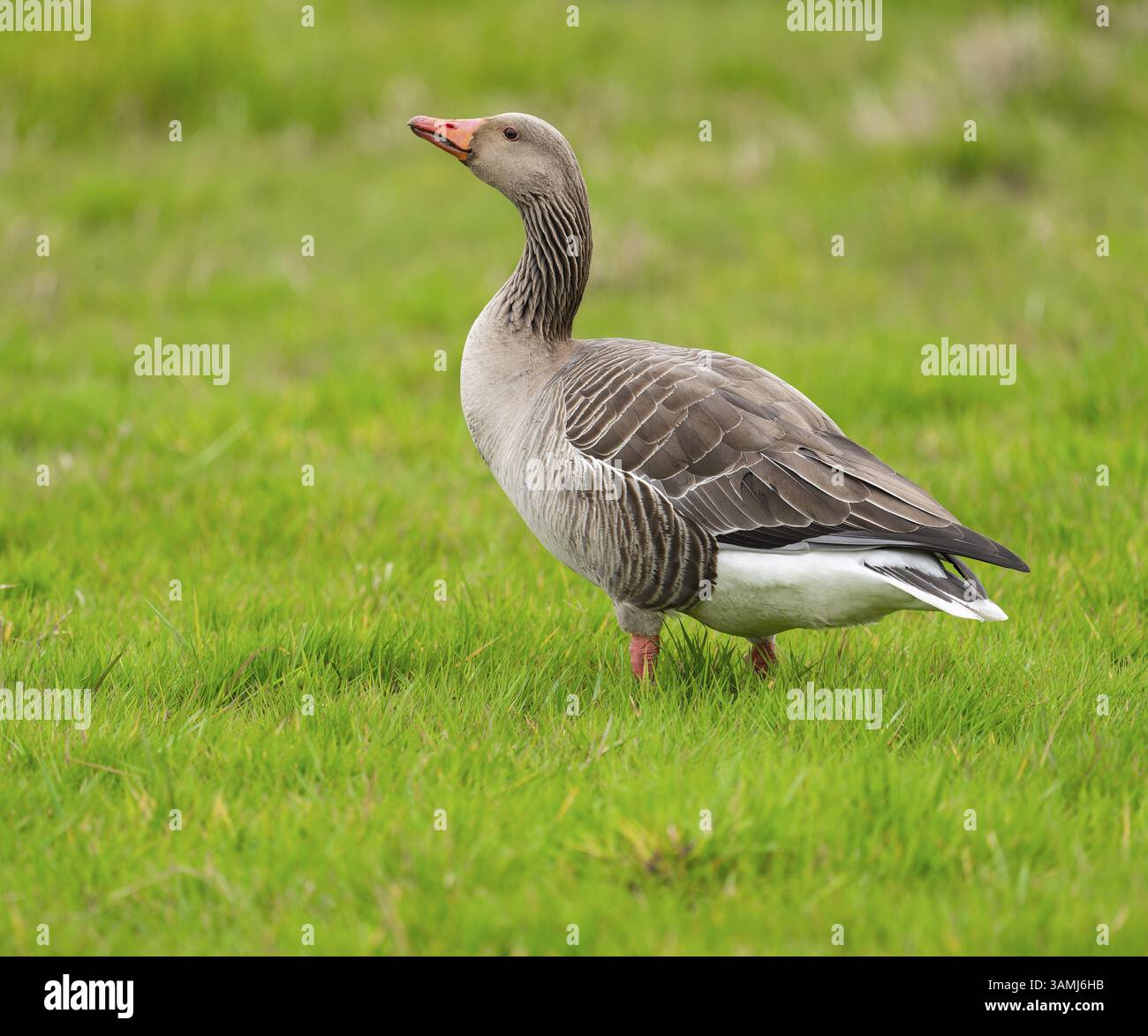 Oie de Greylag (Anser anser) debout dans un pré, basse-Saxe, Allemagne, Europe Banque D'Images