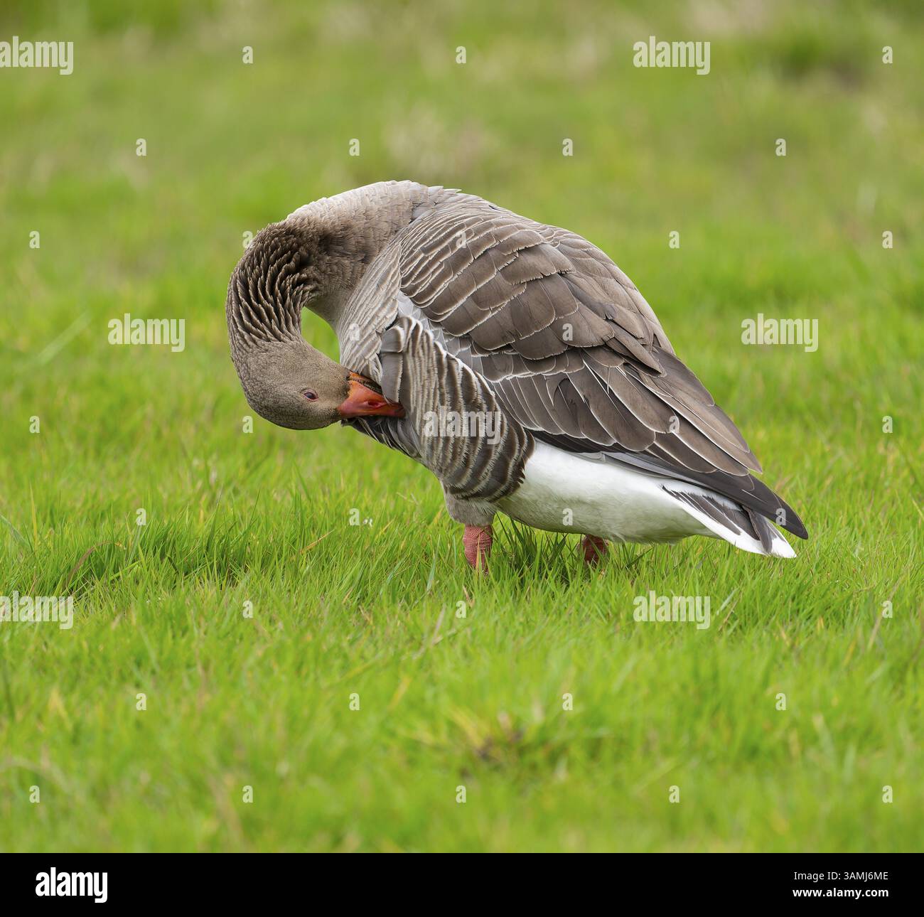Oie de Greylag (Anser anser) debout dans un pré et préparant ses plumes, basse-Saxe, Allemagne, Europe Banque D'Images