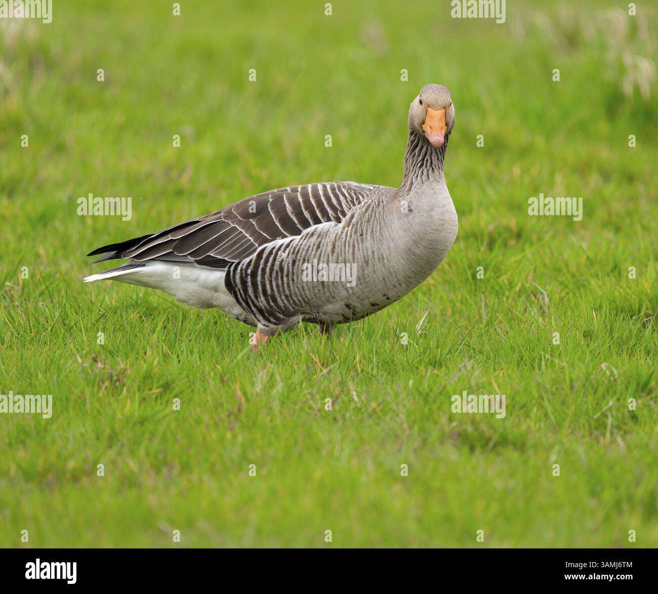 Oie de Greylag (Anser anser) debout dans un pré, basse-Saxe, Allemagne, Europe Banque D'Images