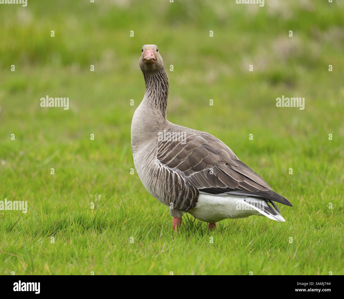 Oie de Greylag (Anser anser) debout dans un pré, basse-Saxe, Allemagne, Europe Banque D'Images