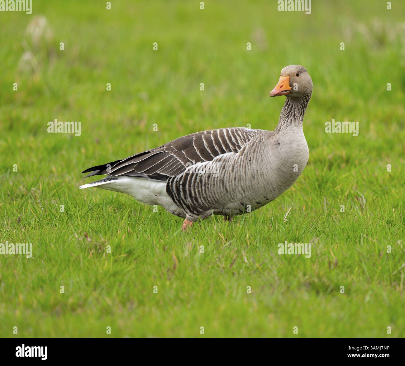 Oie de Greylag (Anser anser) debout dans un pré, basse-Saxe, Allemagne, Europe Banque D'Images