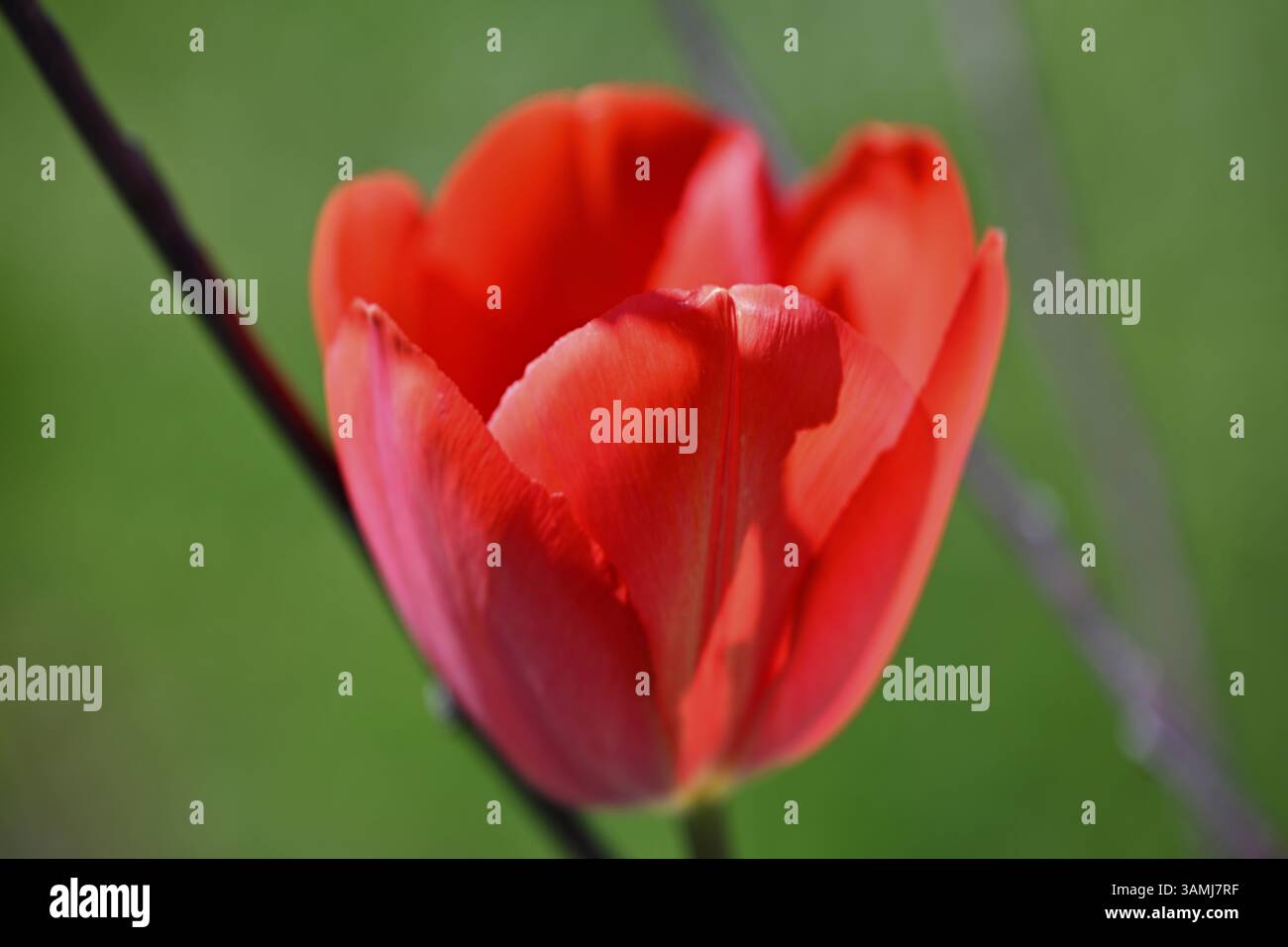 Tulipe de jardin, tulipe de Gesner, tulipe de perroquet (Tulipa gesneriana) Banque D'Images