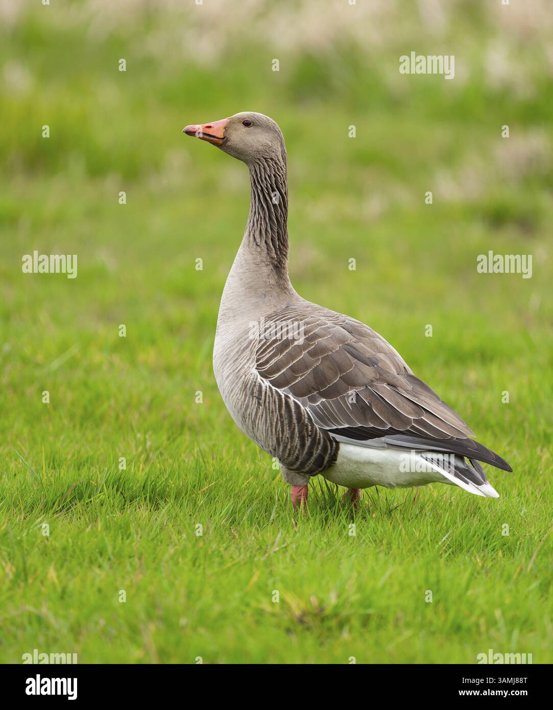 Oie de Greylag (Anser anser) debout dans un pré, basse-Saxe, Allemagne, Europe Banque D'Images