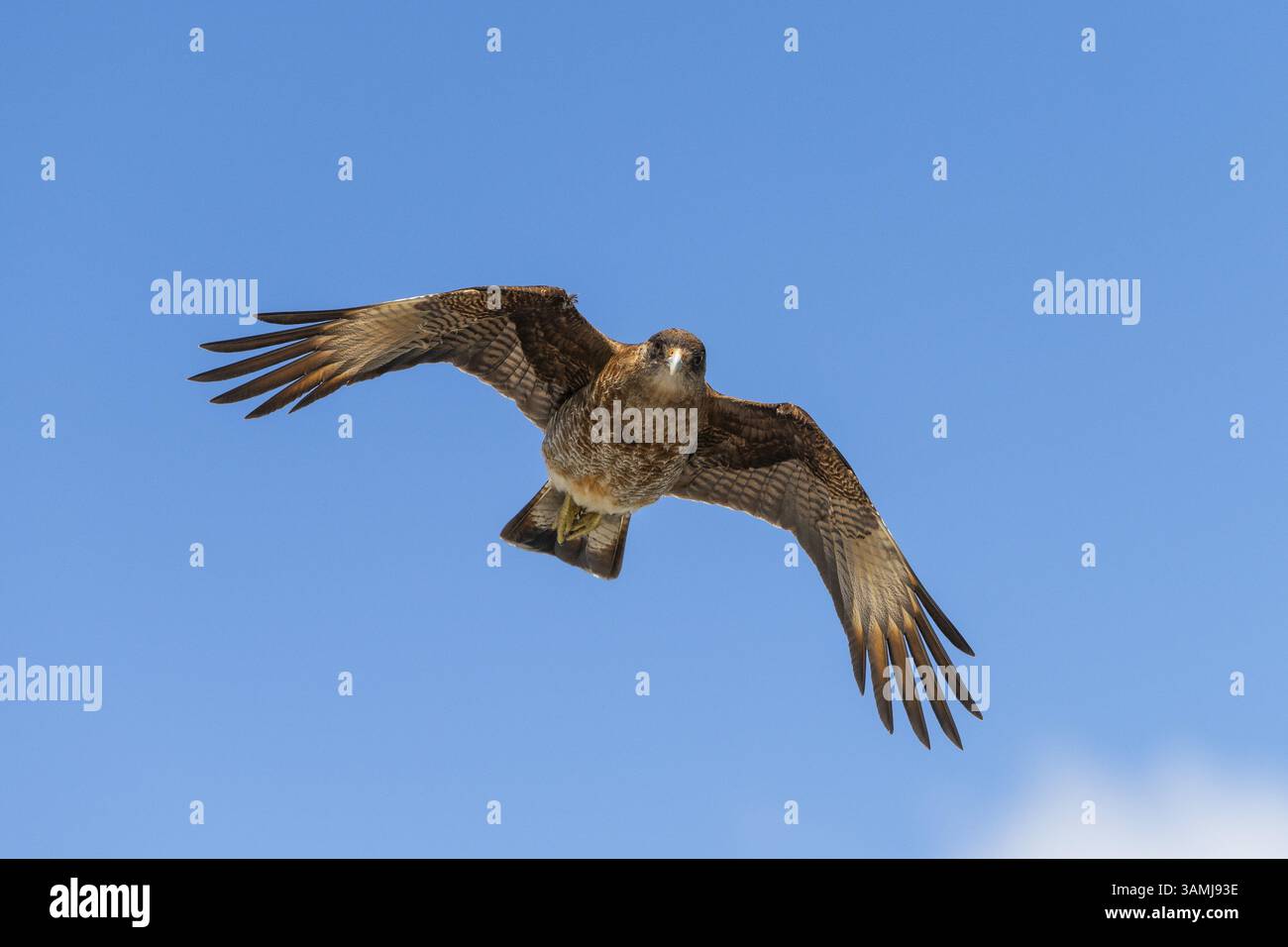 Falcon pèlerin (Falco peregrinus) en vol avec des ailes déployées près de Caleta Gonzalo, parc national de Pumalin-Douglas Tompkins, Chaiten, Los Lagos Banque D'Images