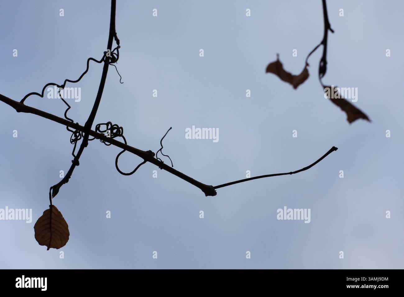 Une vue rapprochée d'une feuille séchée et de vignes en spirale avec un fond de ciel bleu. Banque D'Images